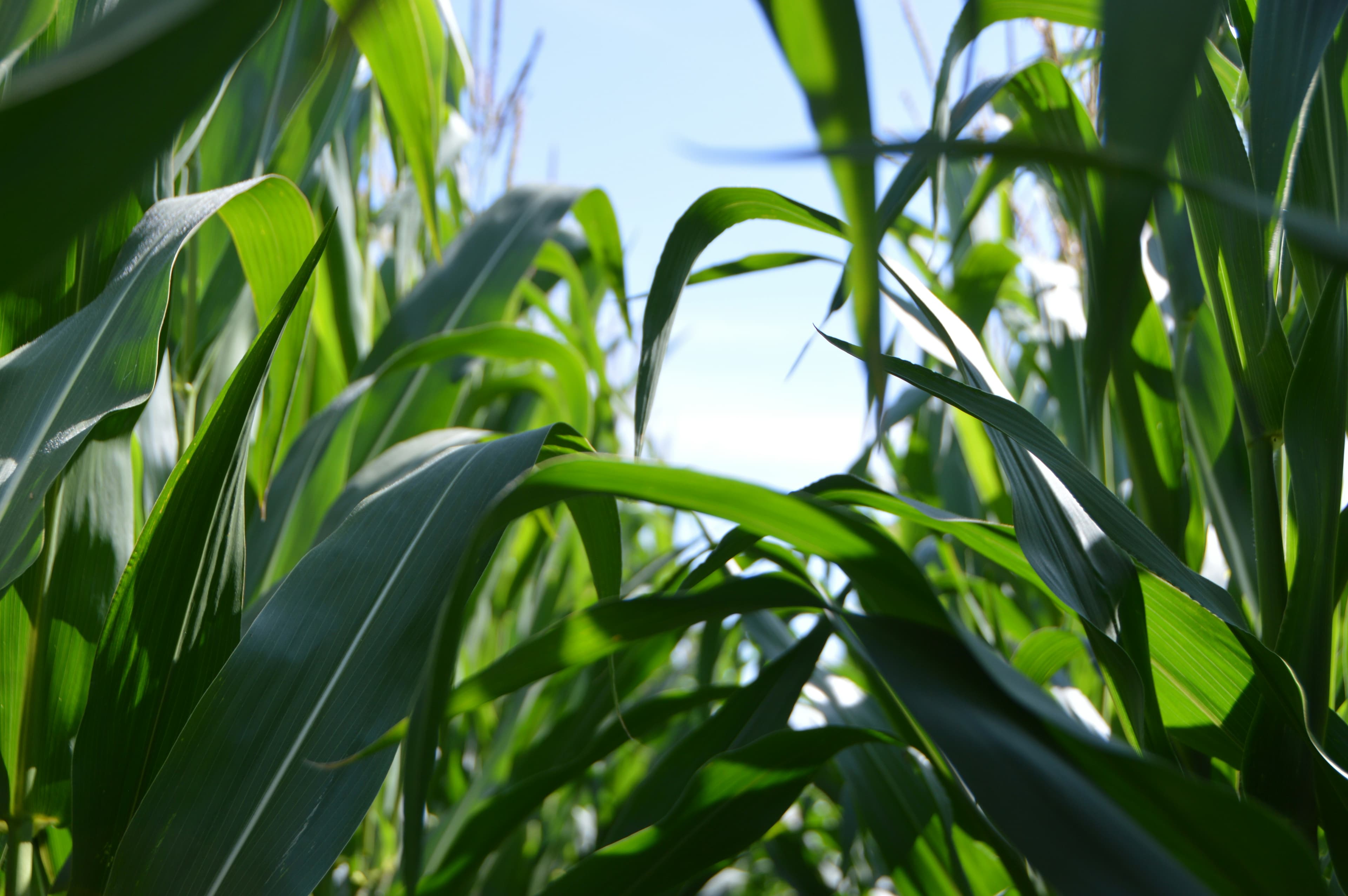 Corn held under a GoldGroveco agricultural yield contract