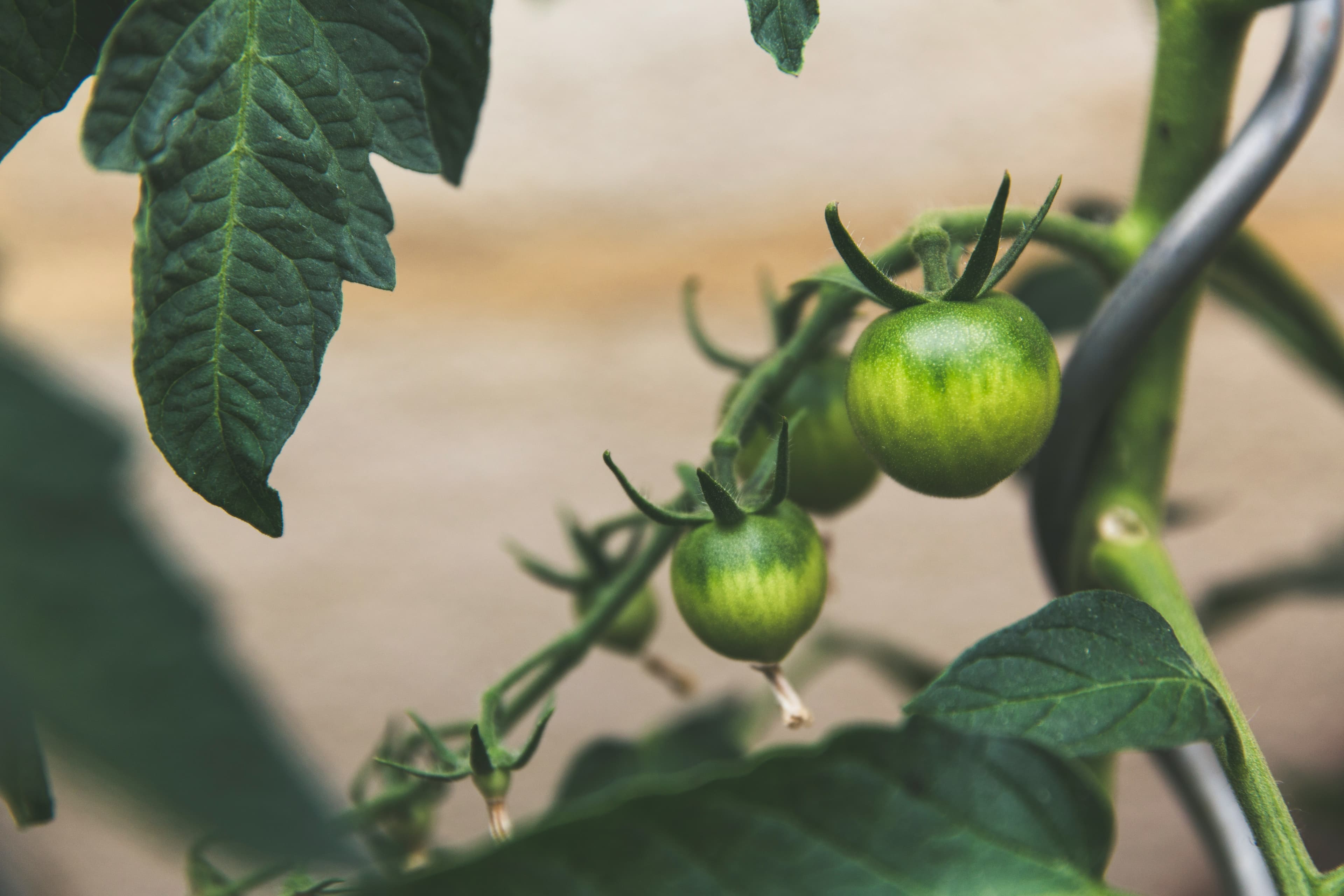 Crop field held under a GoldGroveco investment