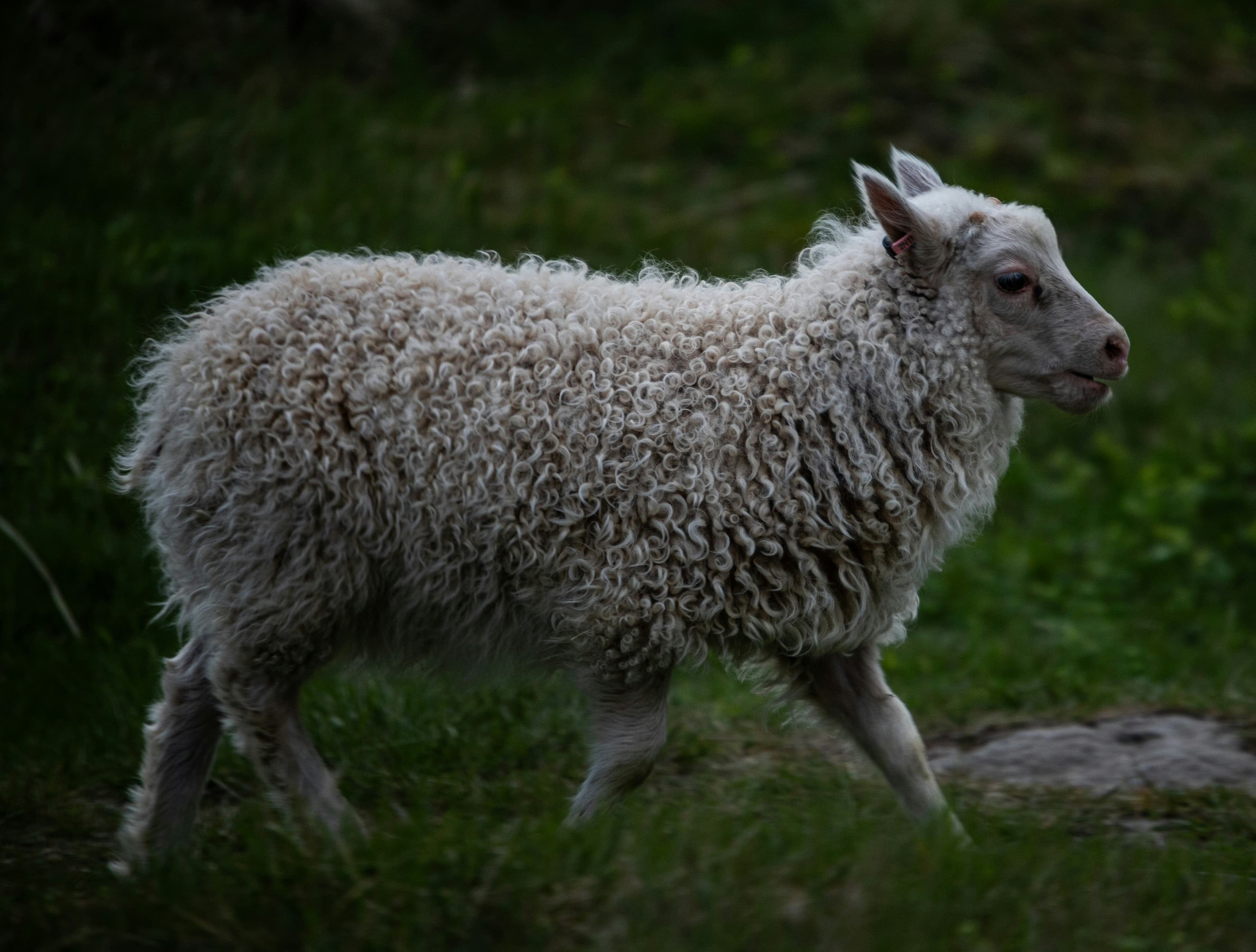 Livestock held under a GoldGroveco farming position
